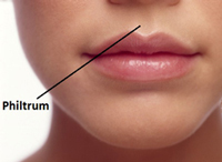 Area below the nose and above the lips of humans.