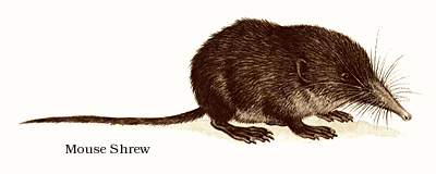 Mouse Shrew.