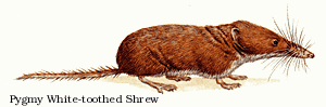 Pygmy White-toothed Shrew.