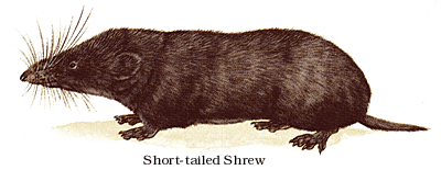 Short-tailed Shrew.