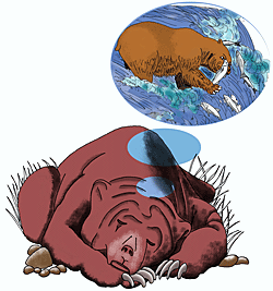 A bear is dreaming of the time when it can go fishing again.