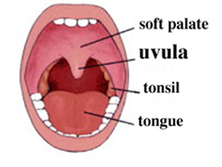 A drawing of the uvula and other parts of the mouth.