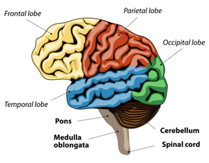 Image of brain.